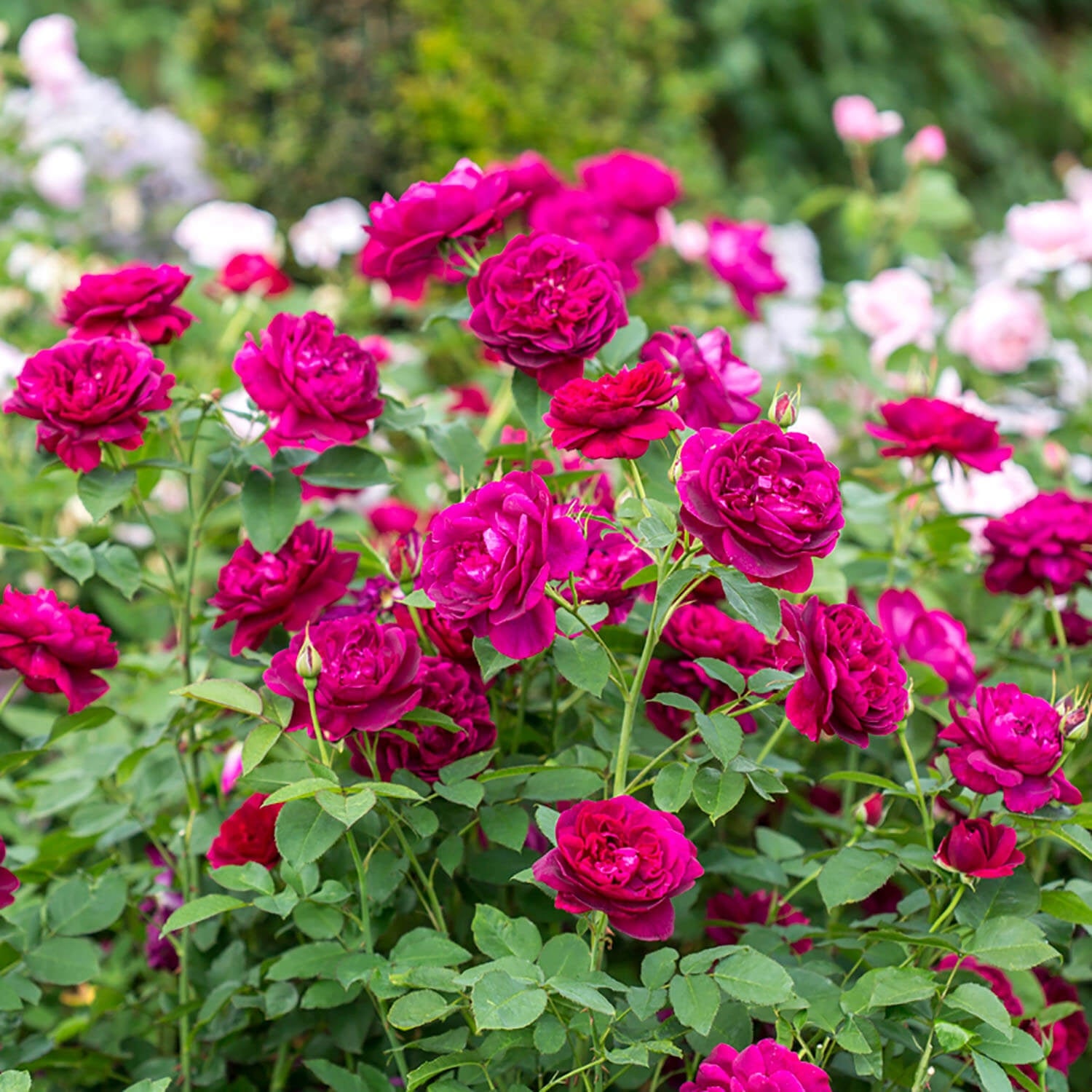 Darcey Bussell®