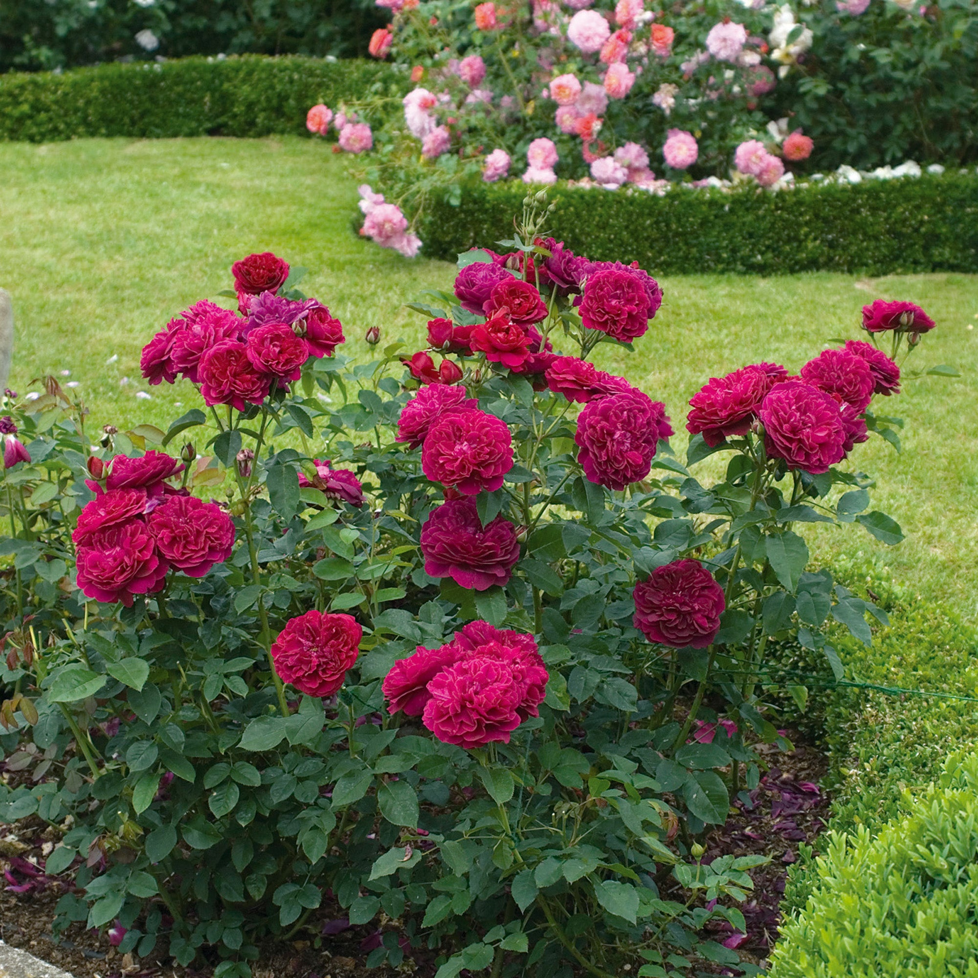 Darcey Bussell®