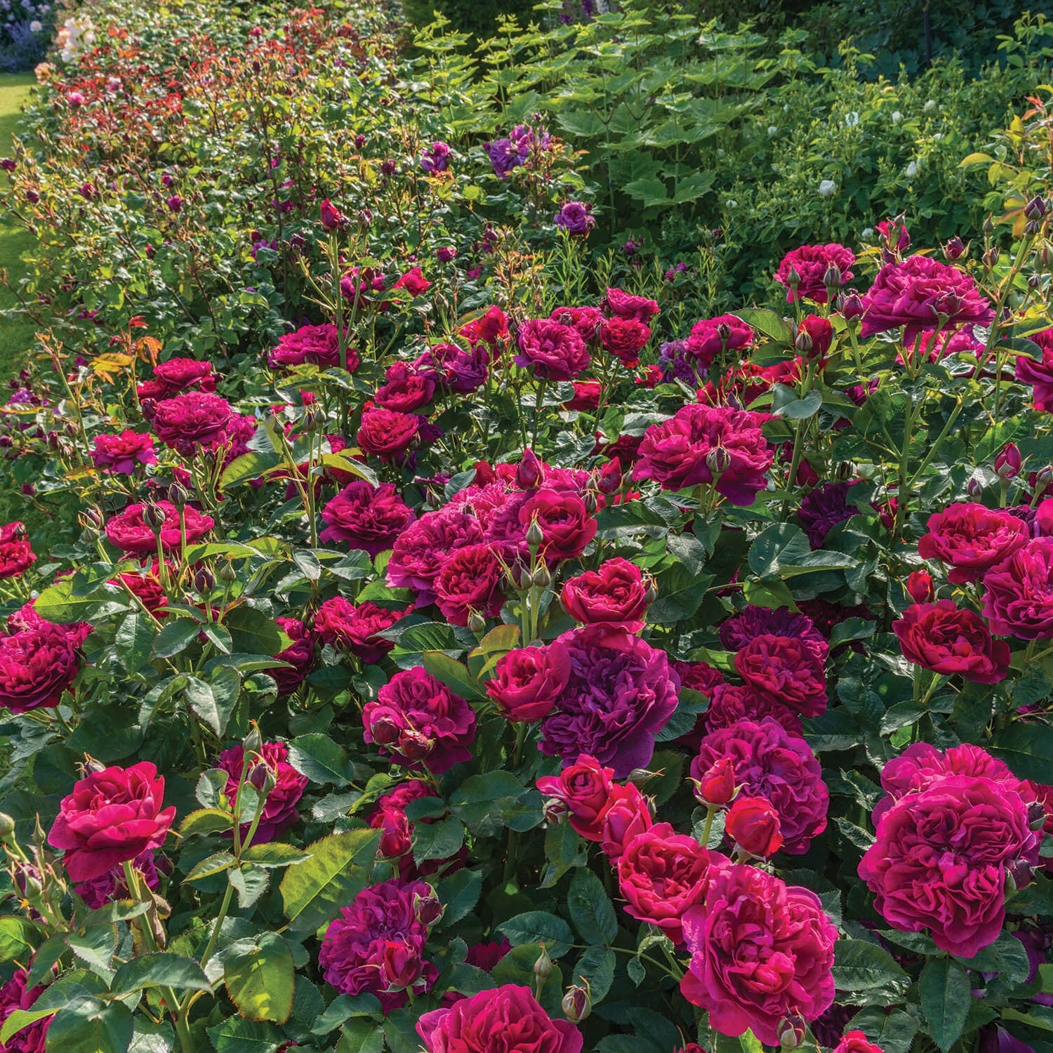 Darcey Bussell®
