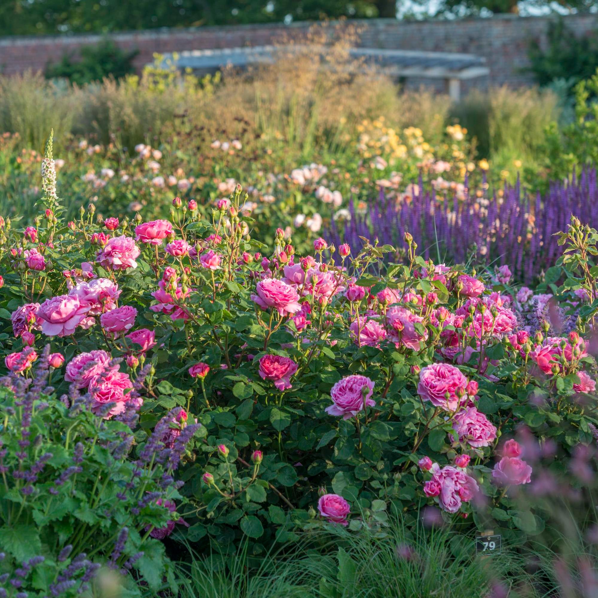 Princess Alexandra of Kent™