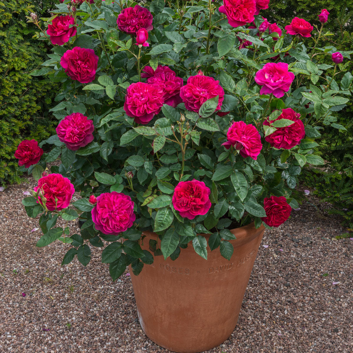 Darcey Bussell®