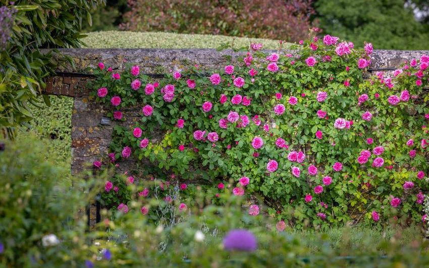 Gertrude Jekyll pink rose bred by David Austin climbing along a wall