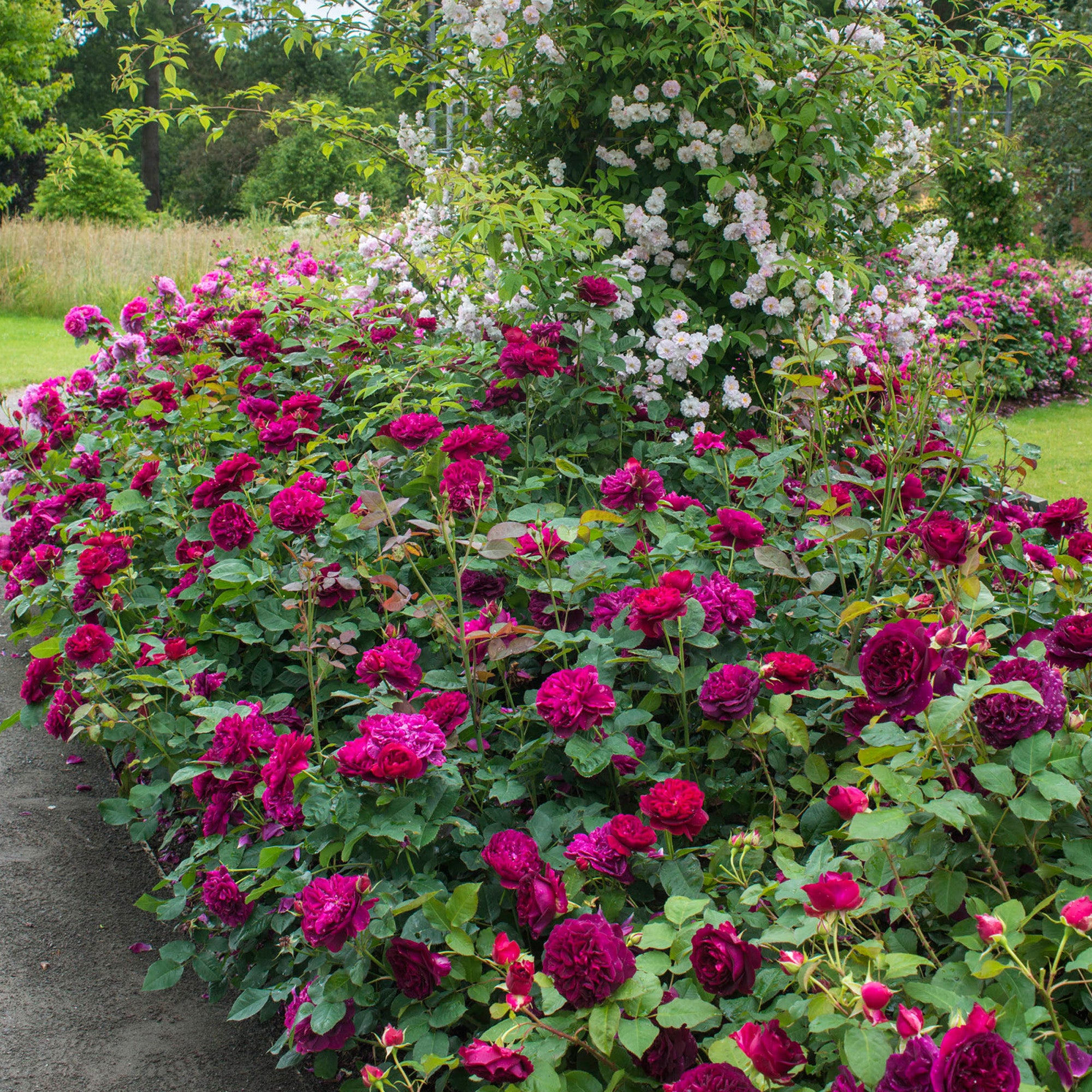 Darcey Bussell®