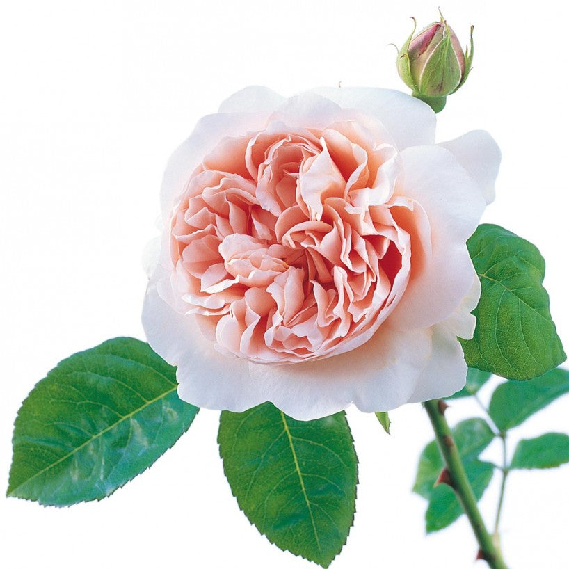 Ambridge Rose®