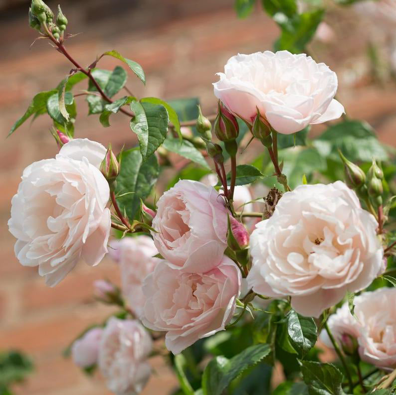 The Generous Gardener®