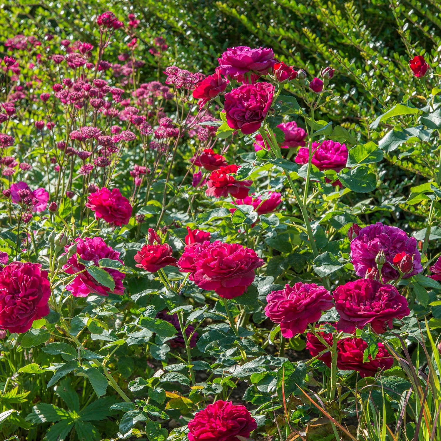 Darcey Bussell®