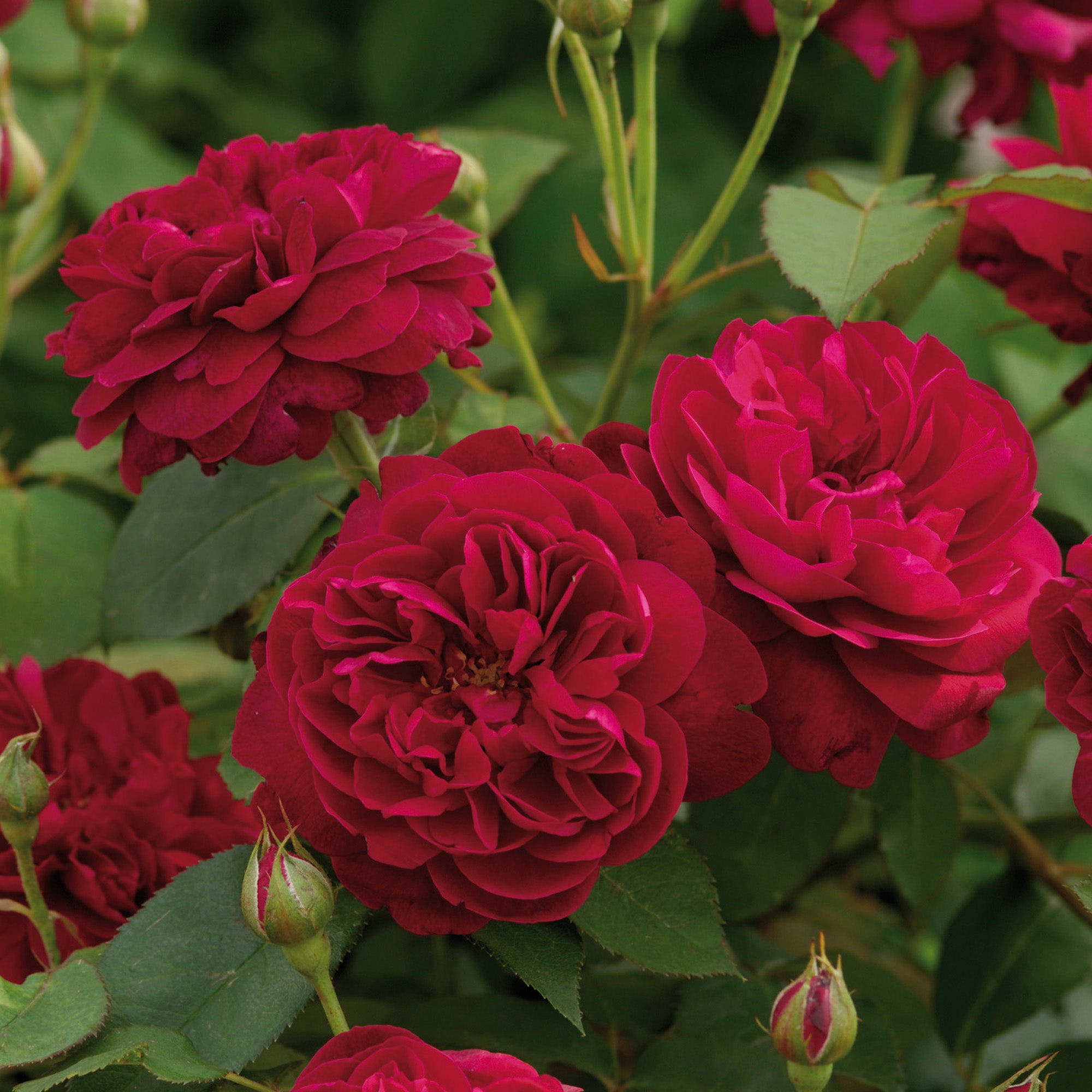 Darcey Bussell®