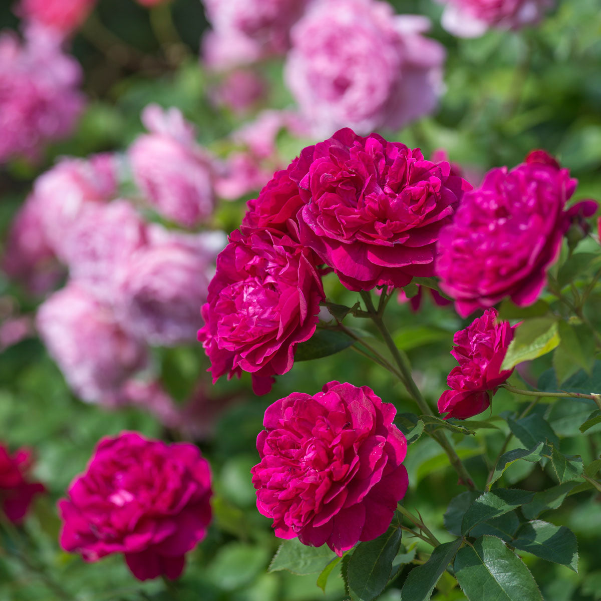 Darcey Bussell®