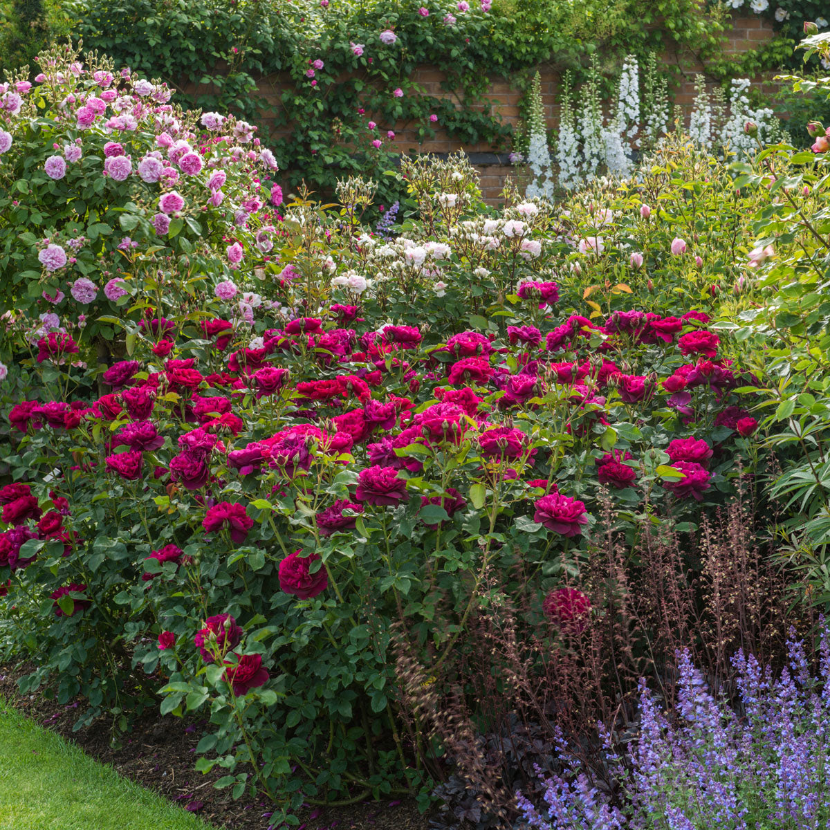 Darcey Bussell®