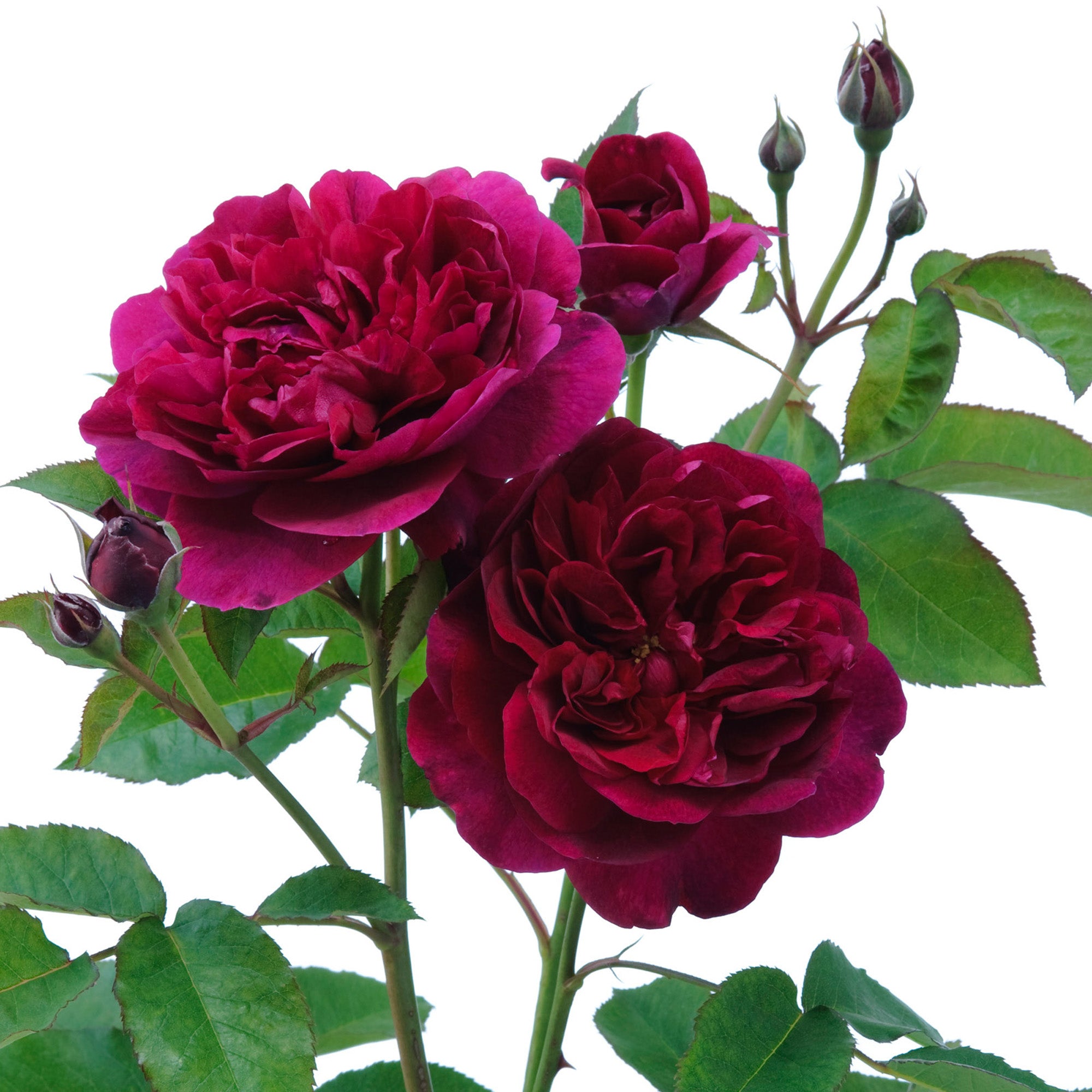 Darcey Bussell®