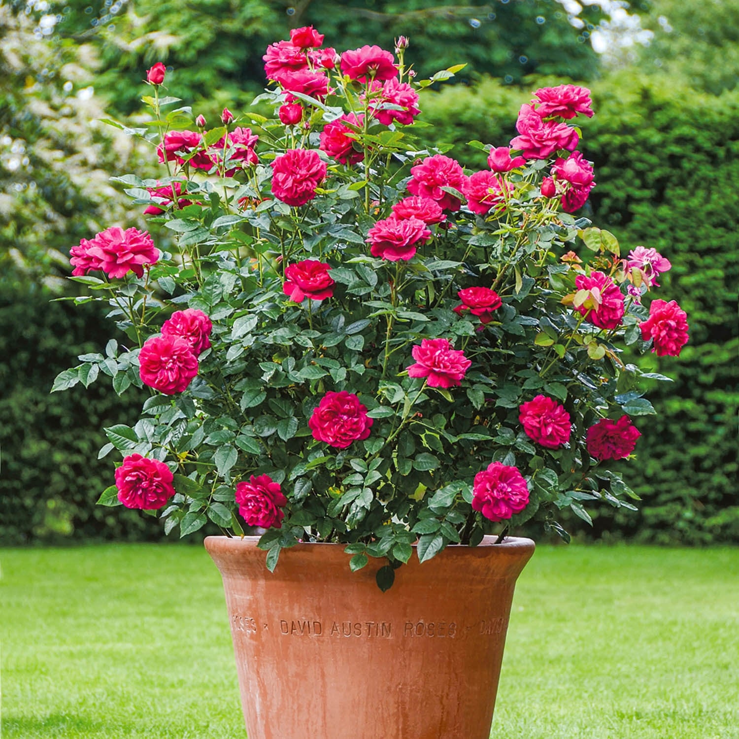 Darcey Bussell®