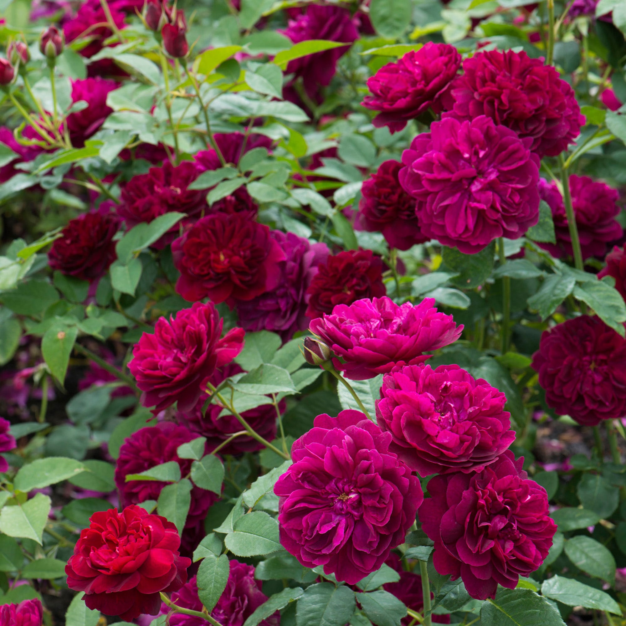 Darcey Bussell®