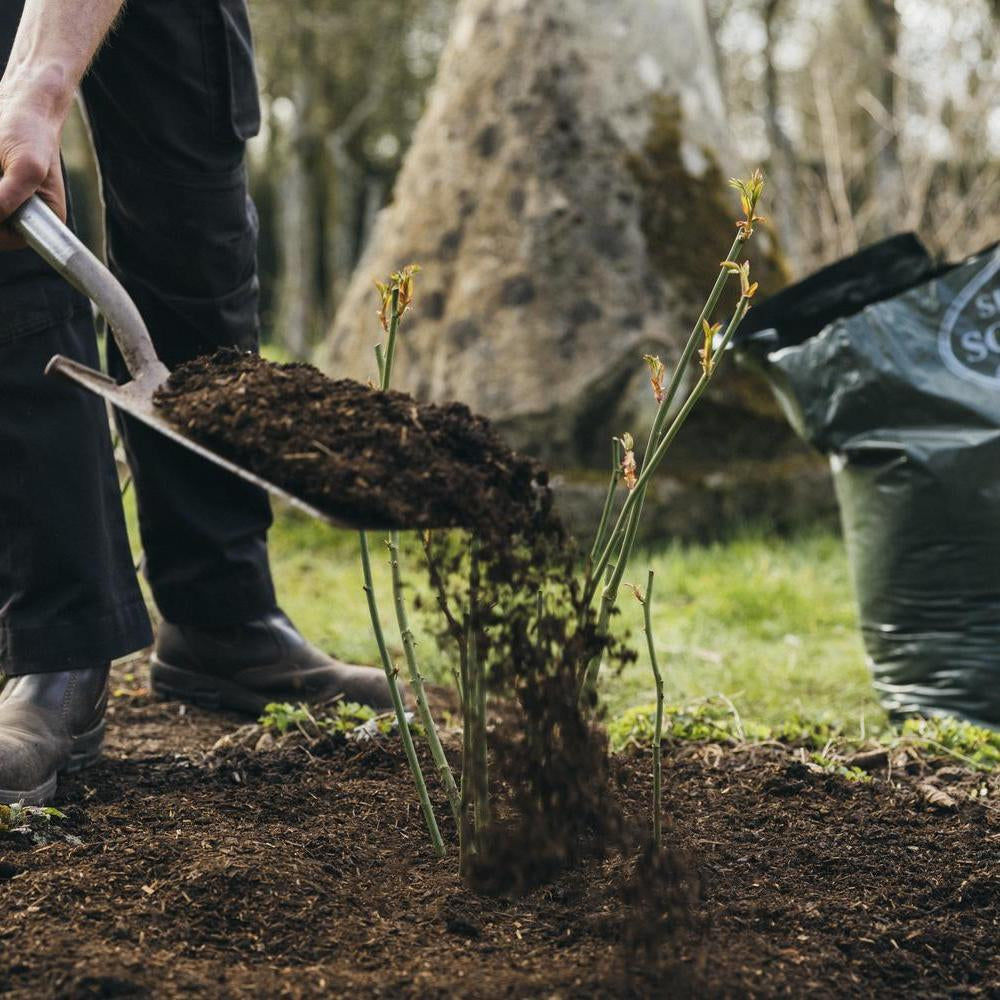 Person using a spade to mulch a rose with organic soil improver
