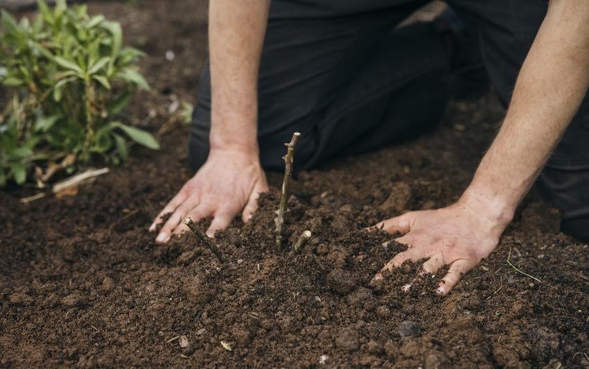 Man's hands in soil around a bare root rose bred by David Austin