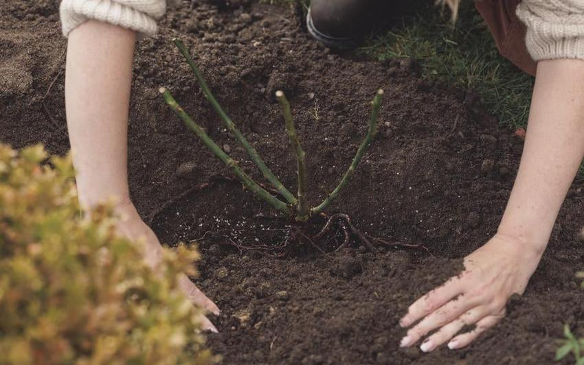Woman's hands in soil around a bare root rose bred by David Austin