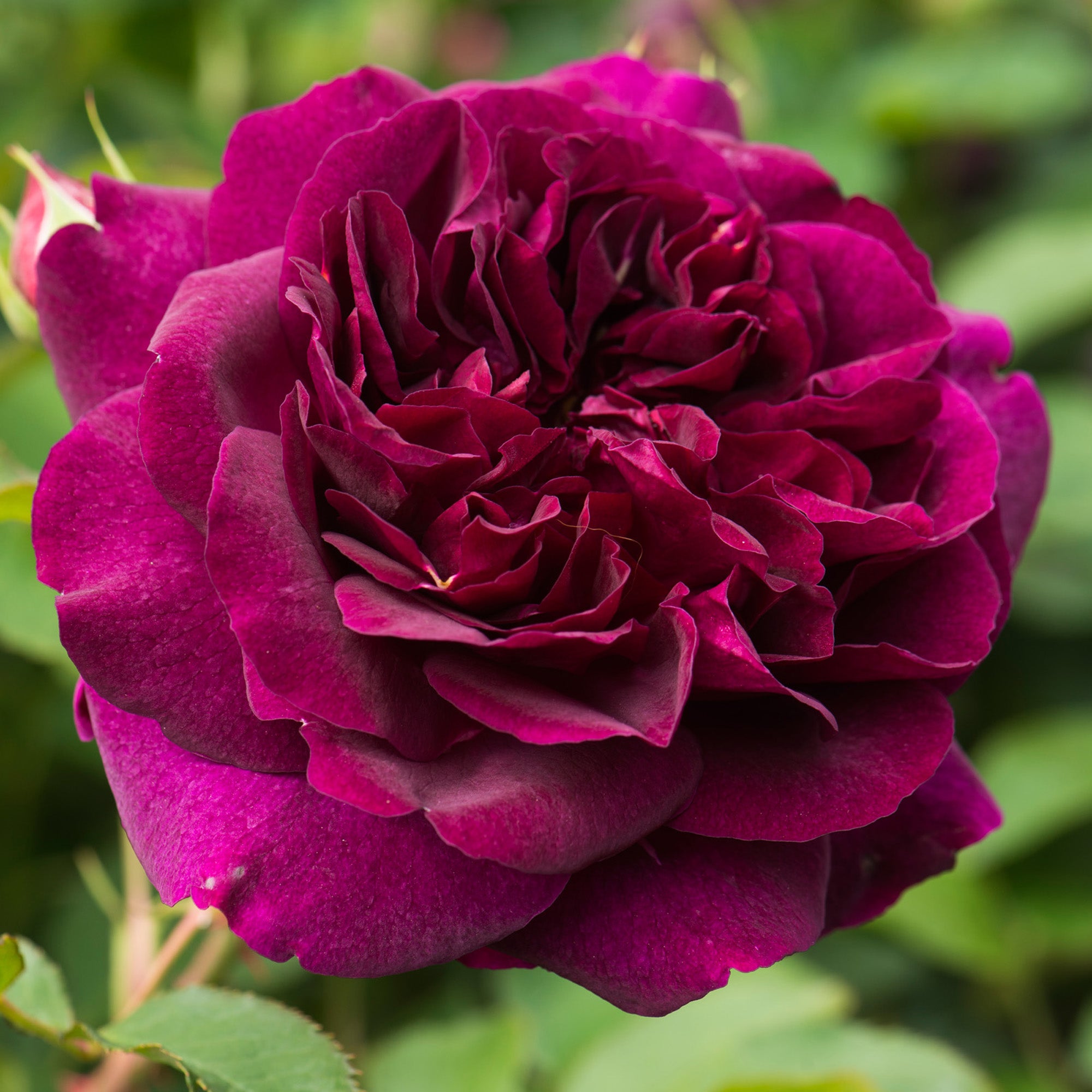 Darcey Bussell®