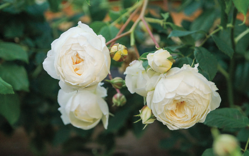 Claire Austin white climbing rose bred by David Austin