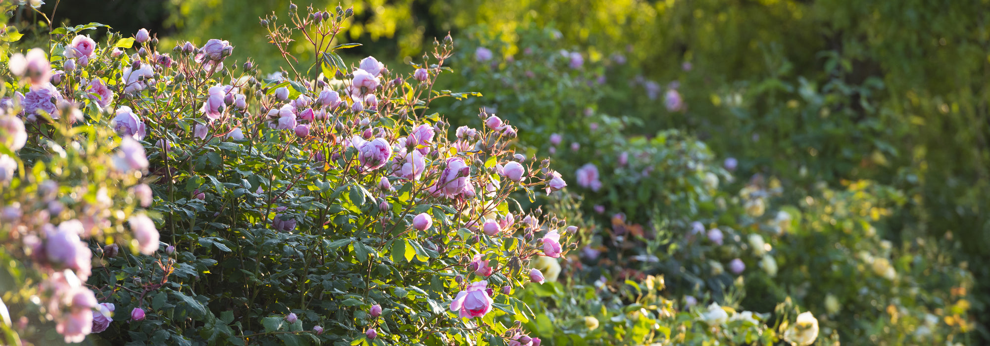 Constance_Spry pink climbing rose bred by David Austin in a garden setting