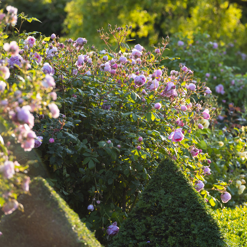 Constance_Spry pink climbing rose bred by David Austin in a garden setting