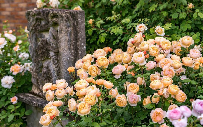 Roald Dahl® (Ausowlish) English rose bred by David Austin