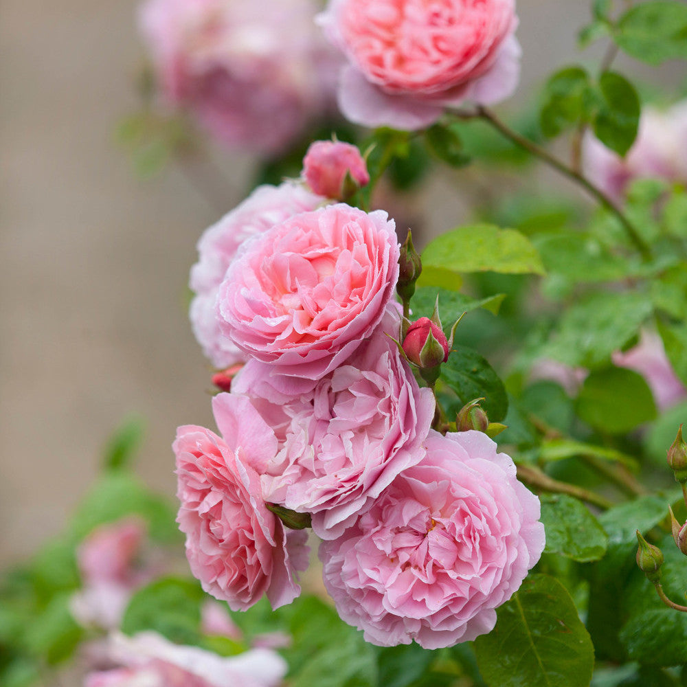 Strawberry Hill climbing rose bred by David Austin