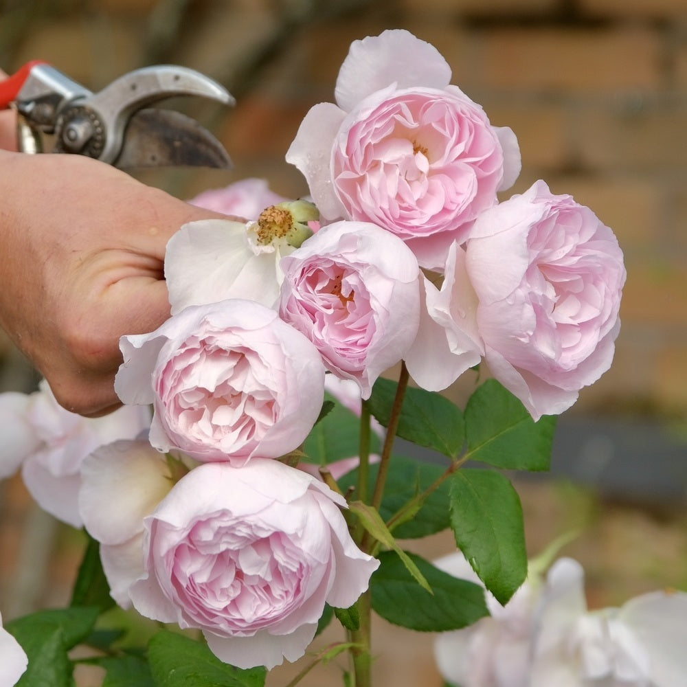Person deadheading a pink rose bred by David Austin
