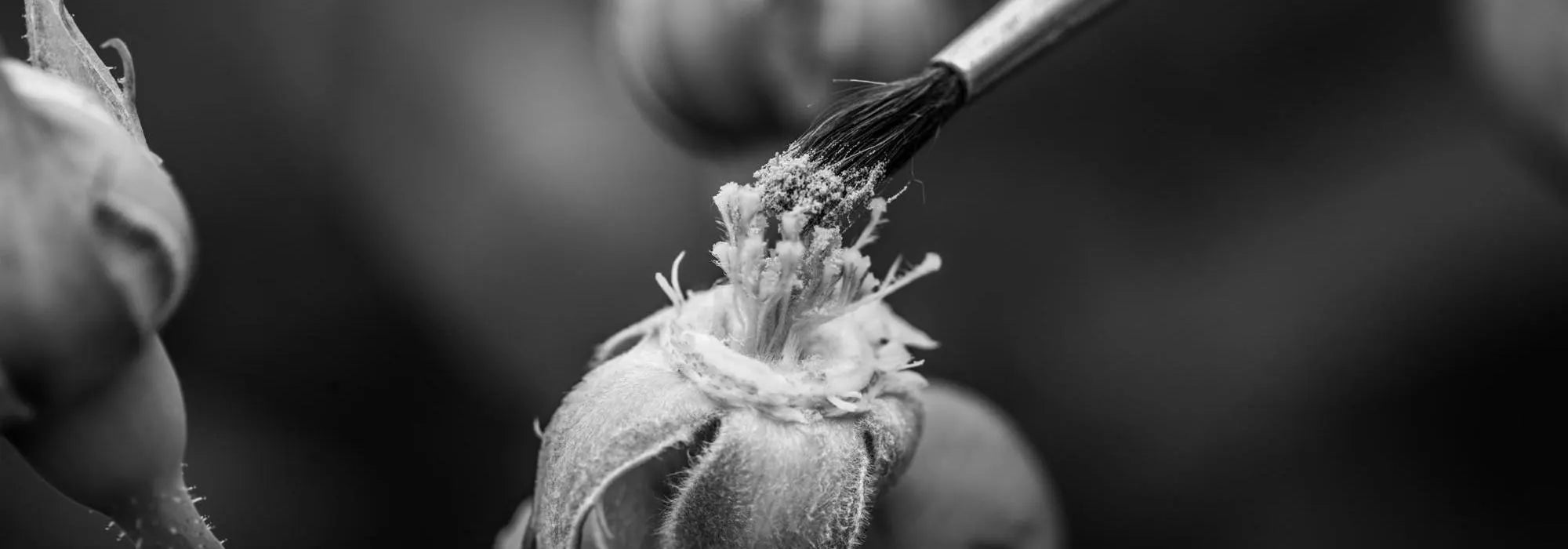 Paint brush collecting pollen from a English rose