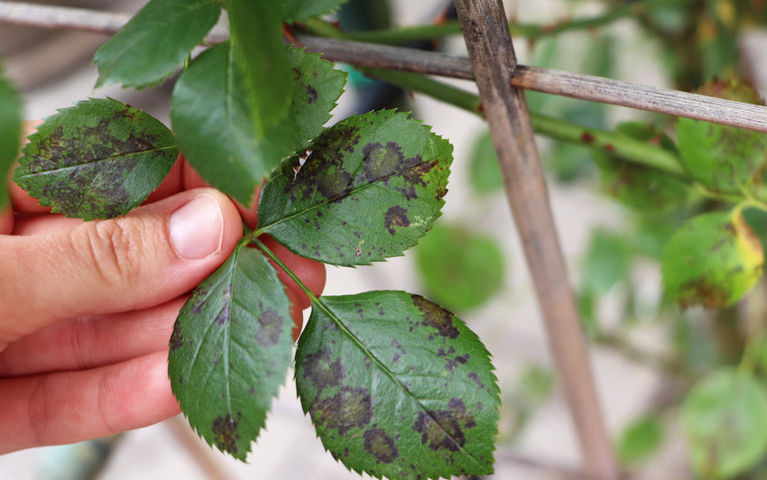 Downy mildew shown on a rose leaf