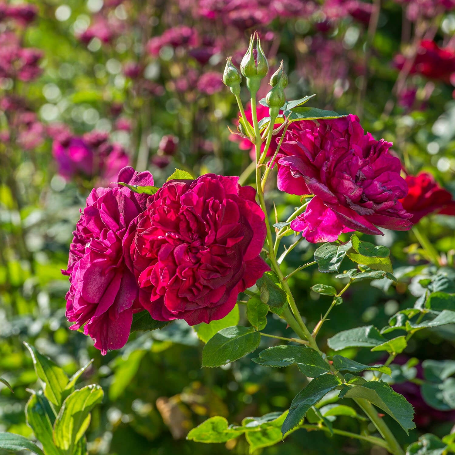 Darcey Bussell®