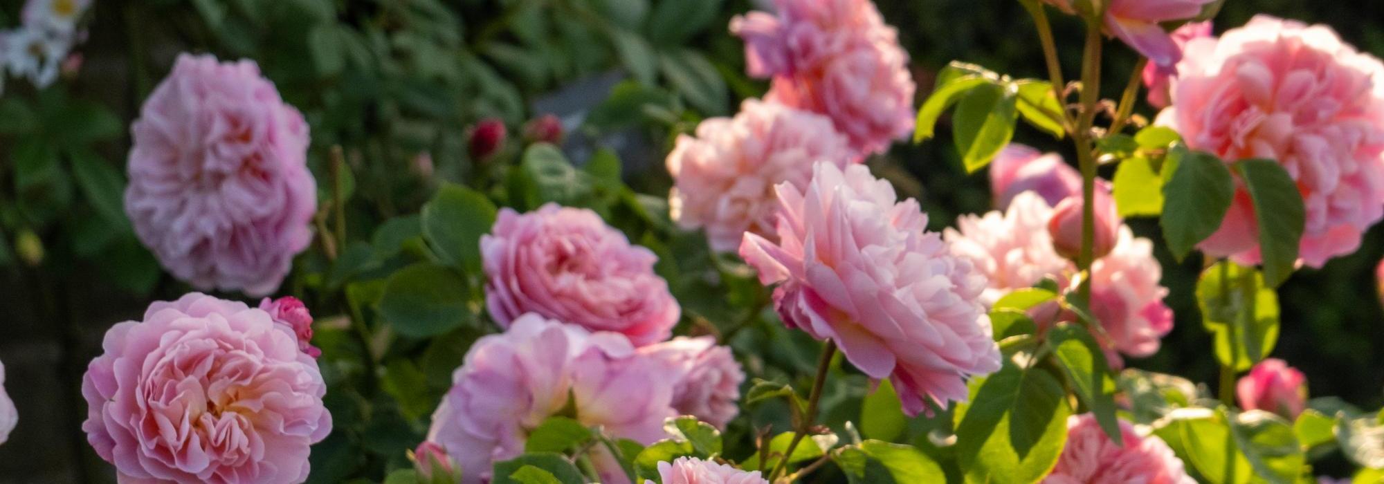 Eustacia_Vye pink shrub rose bred by David Austin