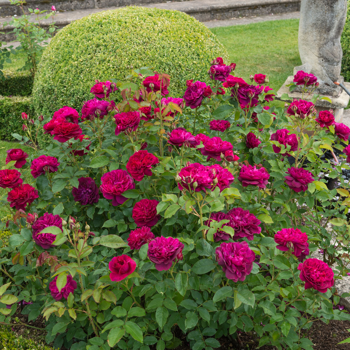Darcey Bussell®
