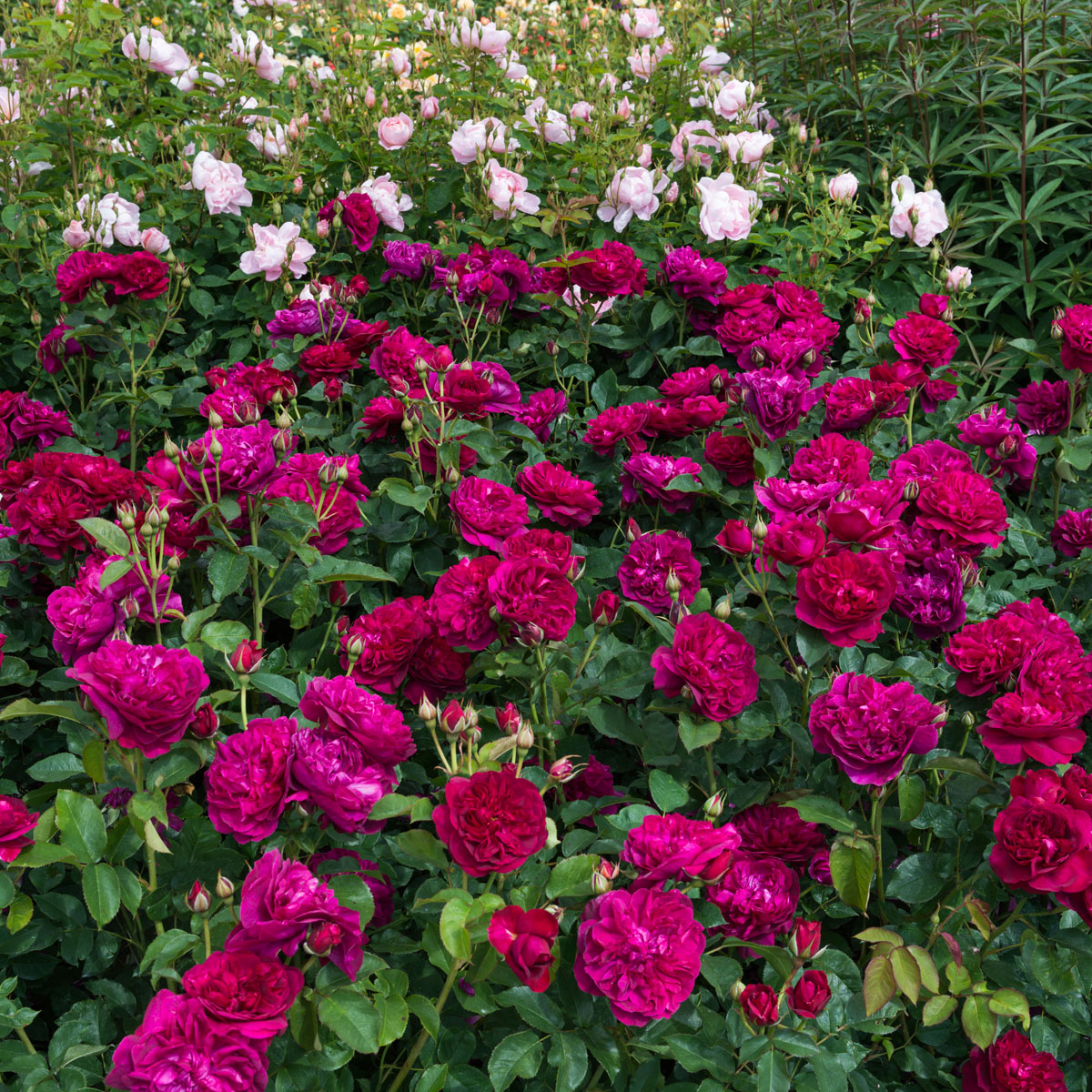 Darcey Bussell®
