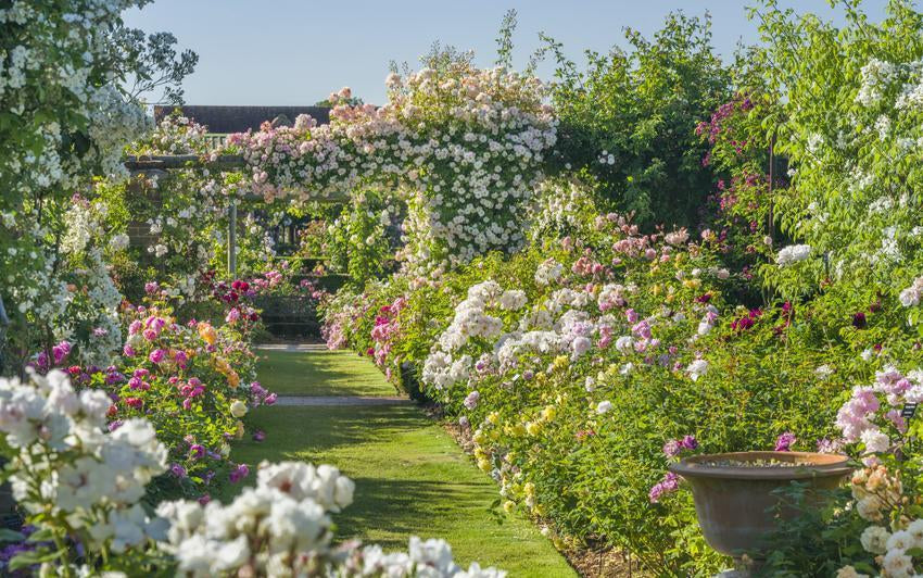 Garden shot at David Austin roses