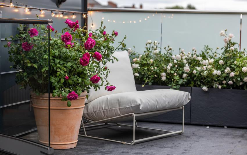 James L. Austin rose bred by David Austin in a pot on a balcony