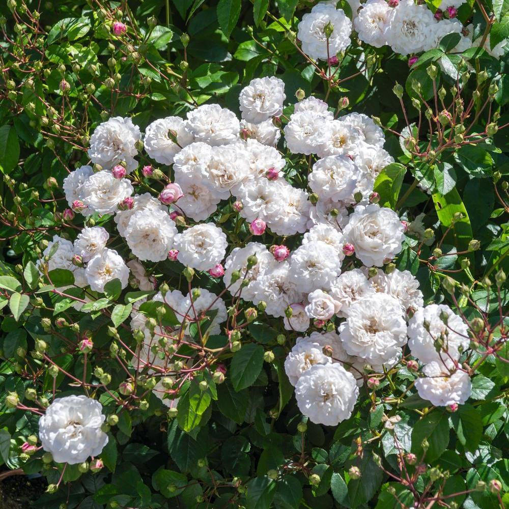 Little_White_Pet white shrub rose