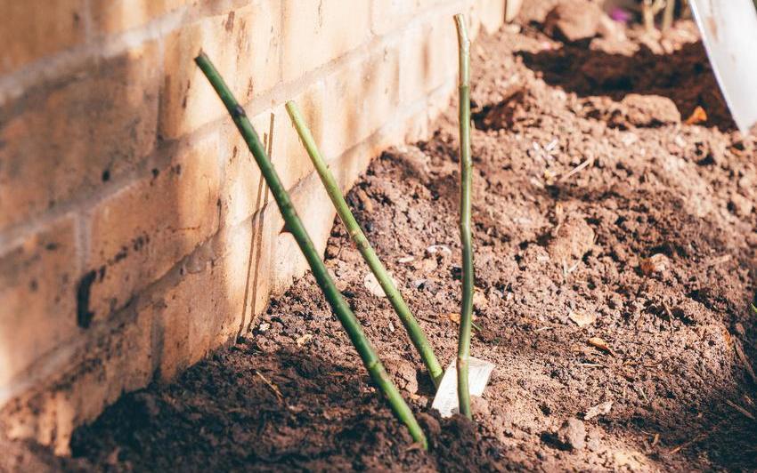 Planting Bare Root Climbing and Rambler Roses in the Ground: Step-by-Step