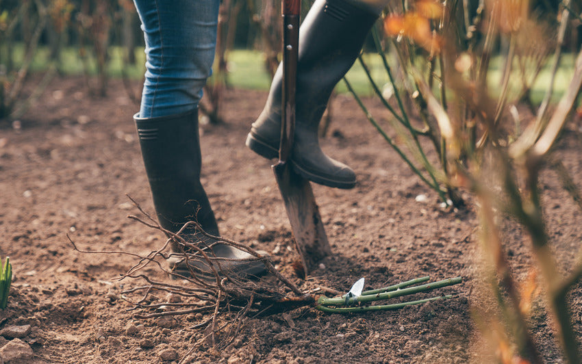 A person stood next to a bare root rose bred by David Austin with a spade in the  ground