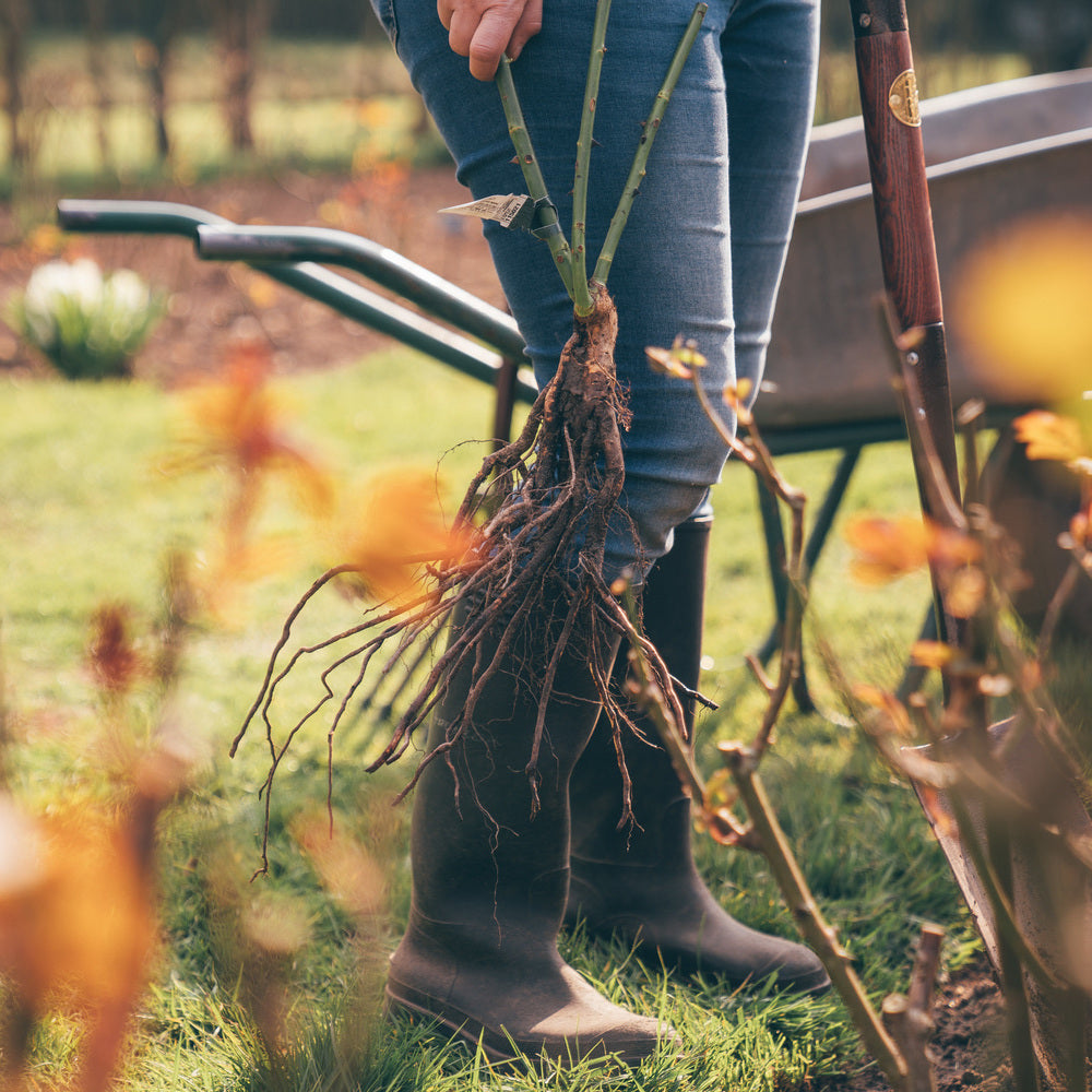 A person carrying a bare root rose bred by David Austin