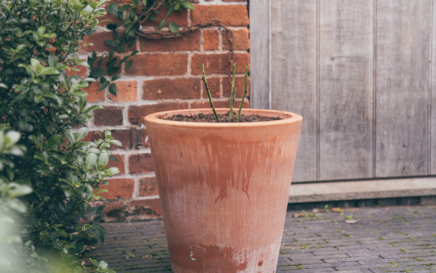 Bare root rose planting in a pot