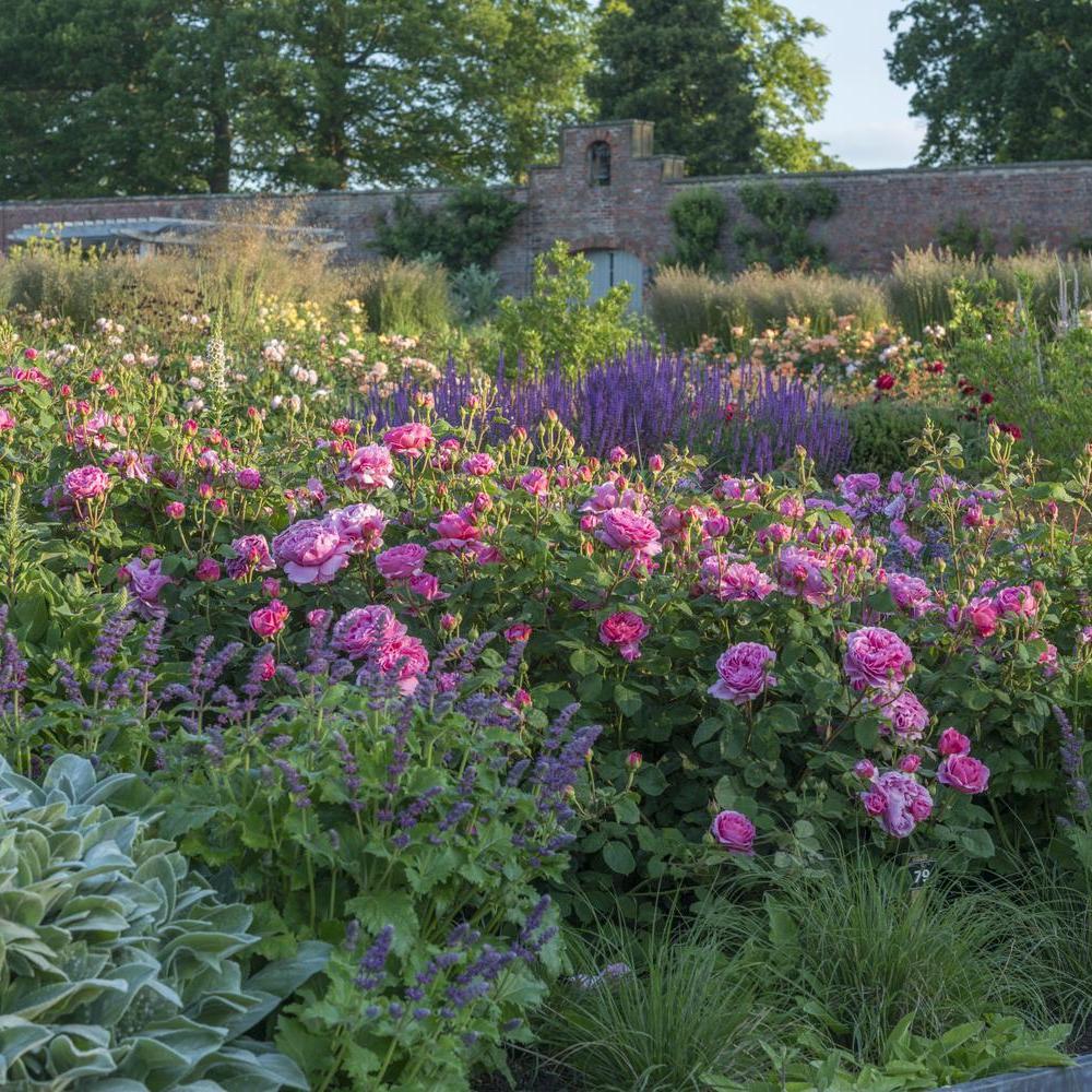 Princess_Alexandra_of_Kent pink English rose bred by David Austin in a garden