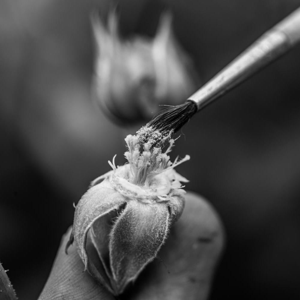 Paint brush collecting pollen from a English rose