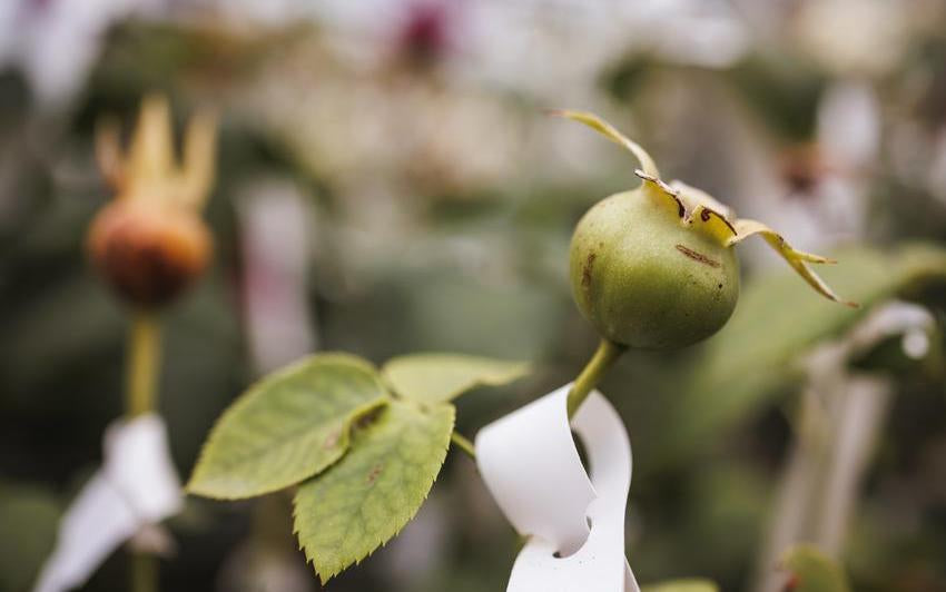 Image of rose hip in a greenhouse  at David Austin roses