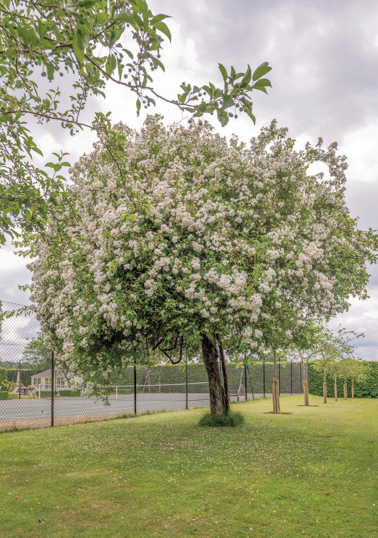 Rambling_Rector rose growing up a large tree