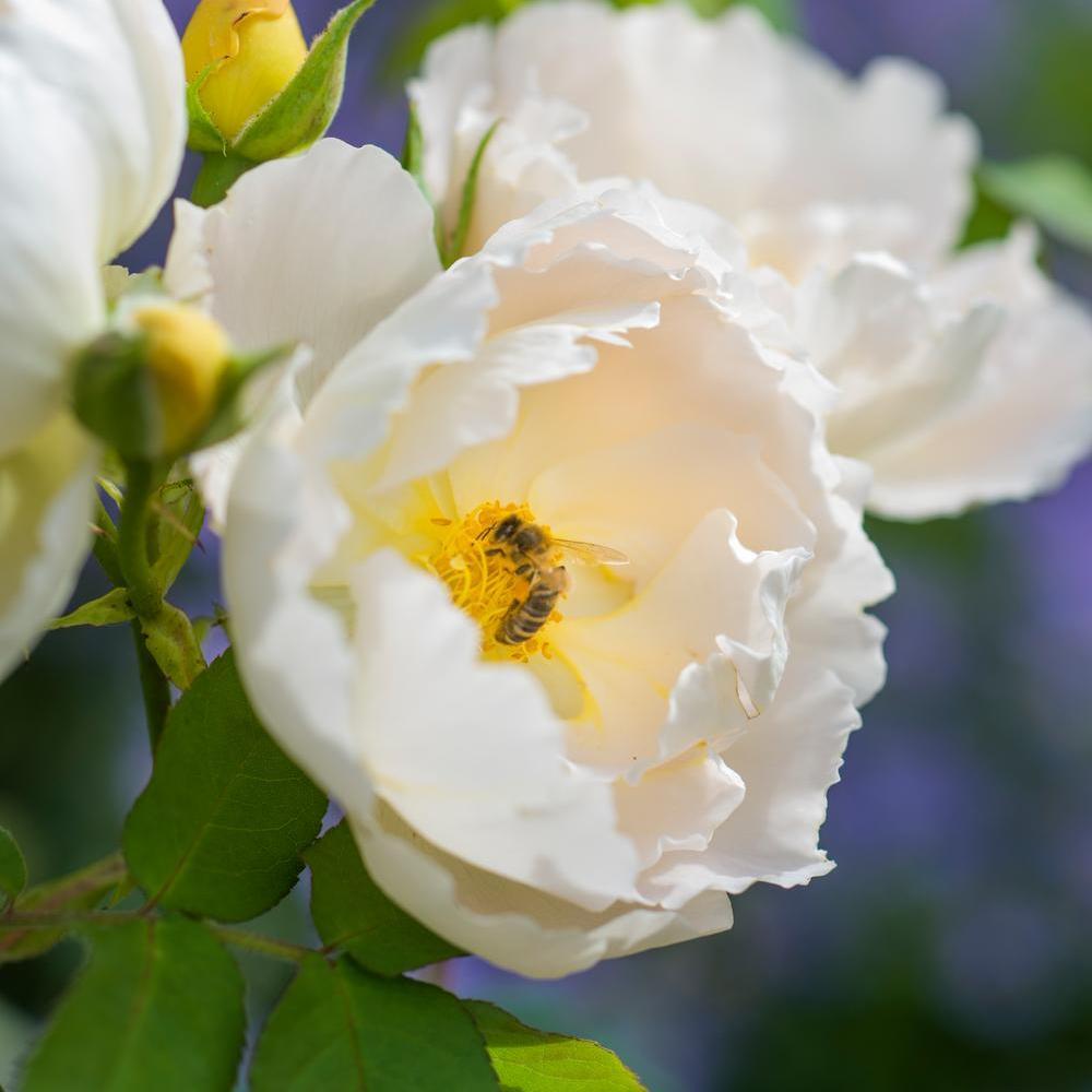 Rosa_Comte_de_Champagne_ white shrub rose with a bee