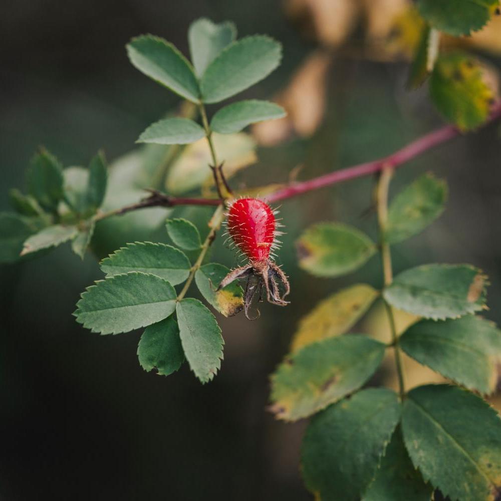 Rosa_fedtschenkoana red rose hip