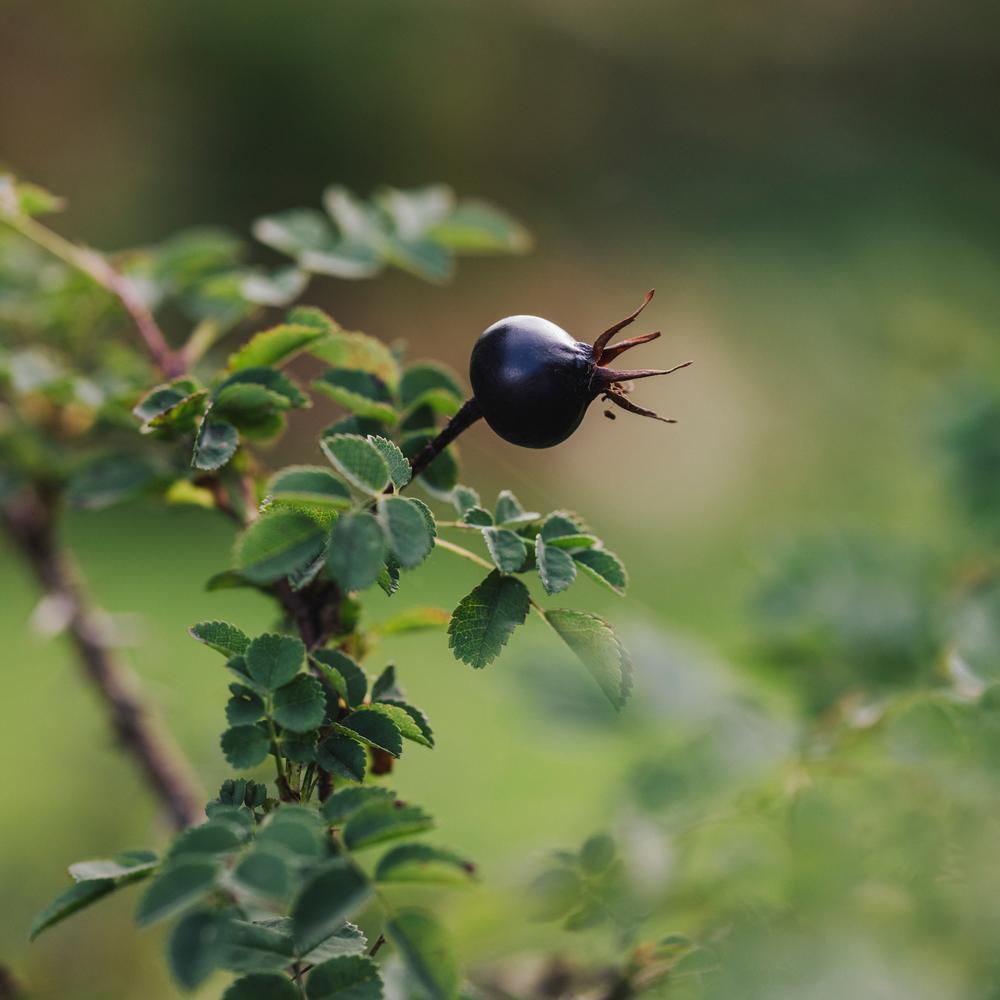 Rosa_pimpinellifolia black rose hip