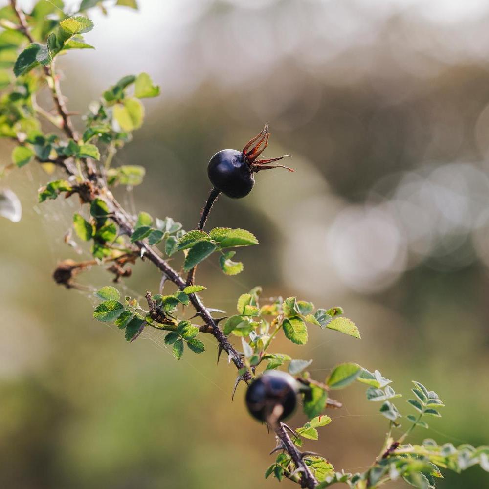 Rosa_pimpinellifolia black rose hip