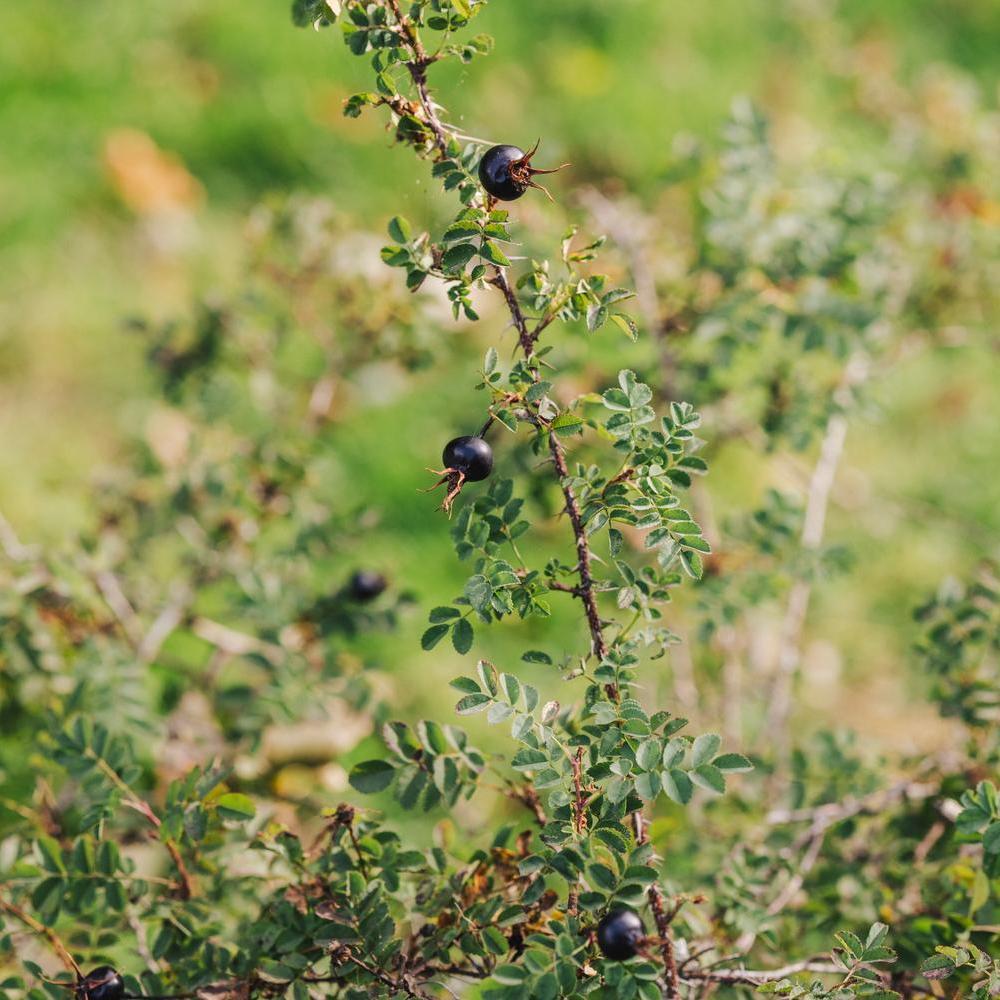 Rosa_pimpinellifolia black rose hip
