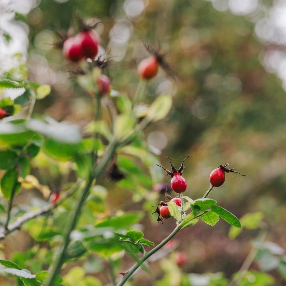 Rosa_prattii red rose hip