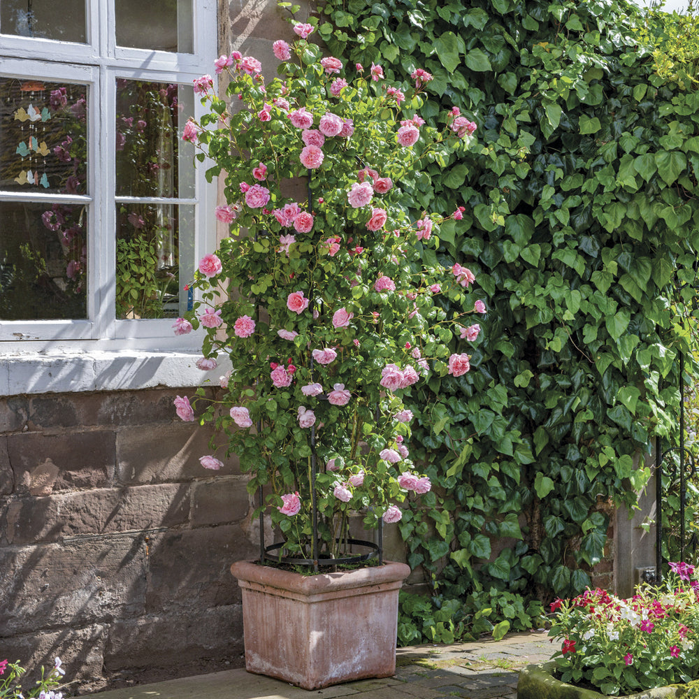 Strawberry Hill pink rose bred by David Austin planted in a pot